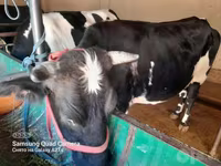 گاو ماده, Simmental cattle — عکس 3