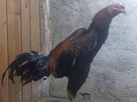 Chickens — ảnh 2