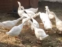 کوبان — عکس 1