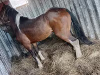 Kůň, Altai horse — foto 1
