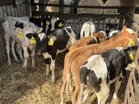 گاو نر, Simmental cattle — عکس 3