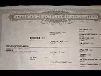 Cavallo, Quarter Horse — foto 5
