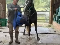 Адуу, Rocky Mountain Horse — 4 зураг