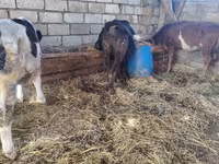 গাভী, Simmental cattle — ছবি 3
