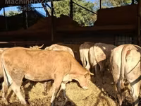 Krava, Blonde d’Aquitane cattle — foto 2