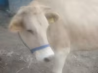 گاو ماده, نژاد آلتائو — عکس 1