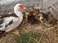 Domestic Muscovy — sawirka 1