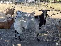 Billy Goat, Goats — photo 1