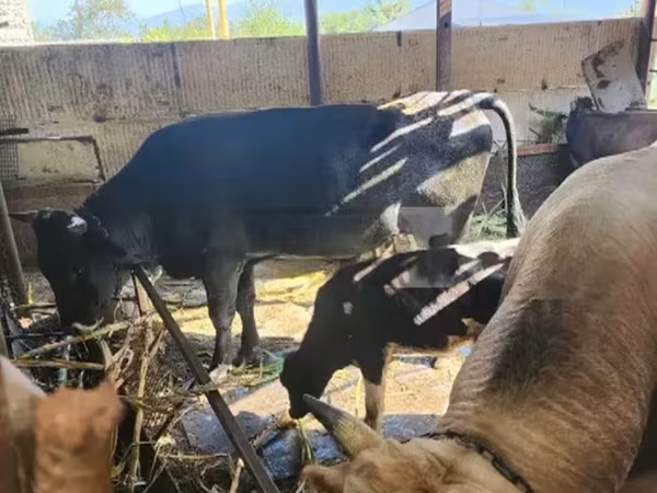 सांड, मवेशी