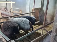 قوچ, گوسفند — عکس 2