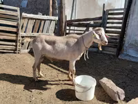 تيس, Saanen goat — الصورة 3