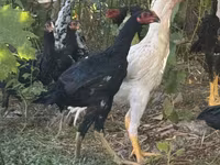 ไก่ชาโม — รูปภาพ 2