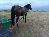 Mare, Horses — photo 5