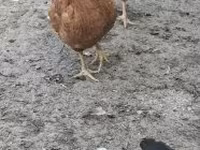 ไก่เดนมาร์ก — รูปภาพ 6