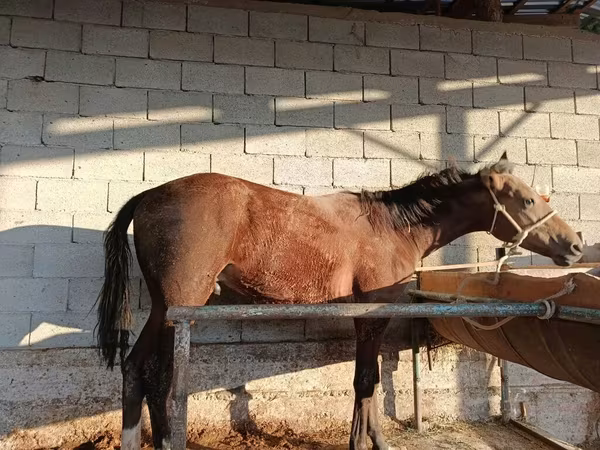 公马, Horses