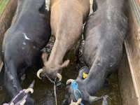 Lembu jantan, Cattle — foto 1