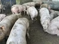Świnie (partia, płeć nieokreślona), Świnie — zdjęcie 2
