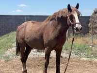 Cavallo, Kazakh horse — foto 4