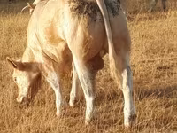 Tyre, Charolais cattle — foto 3
