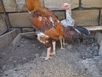 Chickens — الصورة 2