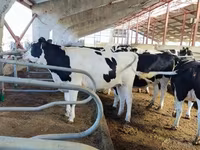Bou, Rasa Holstein — foto 3