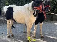 Kuda betina, Horses — foto 1