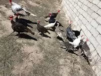Turkeys — عکس 2