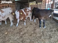 วัวตัวผู้, Simmental cattle — รูปภาพ 5