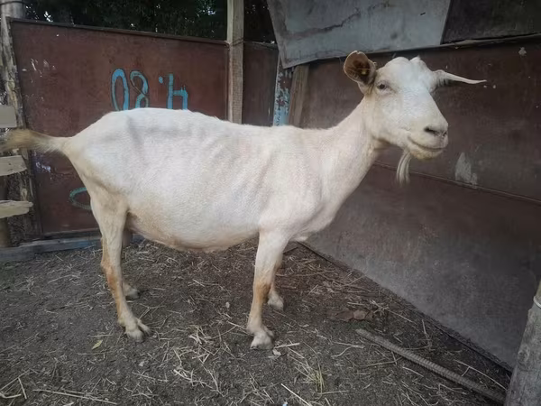 Capra, Saanen goat