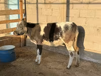 Mucca, Blu Belga — foto 4