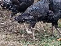 Turkeys — foto 2