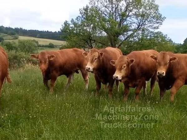 Dibi, Limousin cow — Boqortooyada Midowday