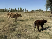 گاو ماده, Latvian Blue cattle — عکس 5
