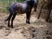 Égua, Cavalos — foto 4