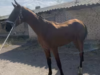 Pastuv, Akhal-Teke — fotografija 3
