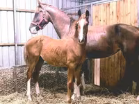 Faras, Dutch warmblood horse — sawirka 2