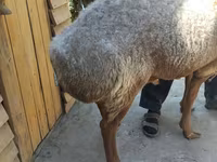 Kambing jantan, Sheep — foto 3