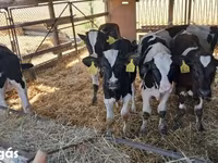 Bulle, Simmental cattle — Foto 6