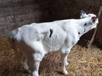 Bull, Holstein breed — photo 3