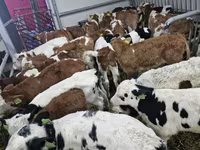 Bulle, Simmental cattle — Foto 2