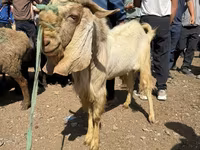 Ziegenbock, Damask goat — Foto 7