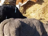 Cattle (batch, sex not specified), Cattle — photo 2