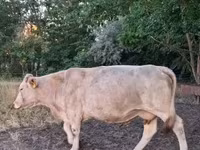 Kuh, Charolais cattle — Foto 5