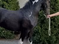 Kuda jantan, Dutch warmblood horse — foto 5