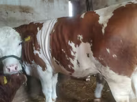 Krava, Simmental cattle — fotografija 1