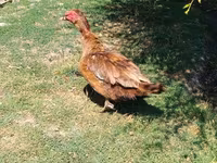 Muscovy domestica — foto 2