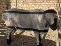 Baran, Owce — zdjęcie 4