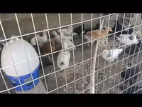 Chickens — foto 1
