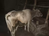 گاو ماده, گاو — عکس 2