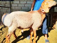 Montone, Arashan sheep — foto 5